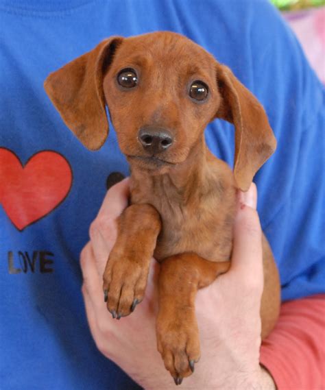 Below are our newest added pups available for adoption in florida. Dachshund mix baby angels ready for adoption.
