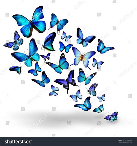 Many Blue Different Butterflies Flying Stock Photo 163243688 Shutterstock