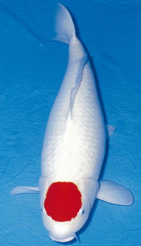 Koi Tancho Koi Fish Colors Koi Fish Koi Carp Fish