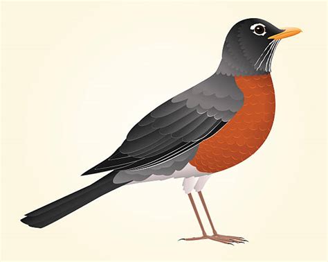 Robin Bird Illustrations Royalty Free Vector Graphics And Clip Art Istock