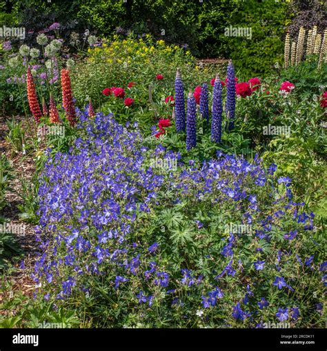 Red Blue And Yellow Lupins In An English Garden With Green Foliage And