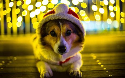 If you're looking for the best 4k anime wallpaper then wallpapertag is the place to be. corgi dog - HD Desktop Wallpapers | 4k HD