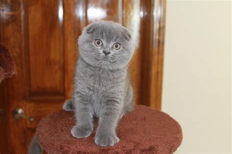 The price of scottish kitten depends very much on its breed characteristics and blood lines, and also if it is a neuter or a cat for breed. Scottish Fold Cats For Sale | Columbus, OH #245369