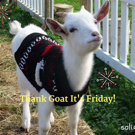 Thank Goat Its Friday Goats Farm Sanctuary Animals