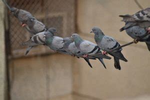 Pests removed or eliminated include bees/wasps pest control treatment. Workplace Woes That Pigeons Can Cause - Poulin's Pest Control