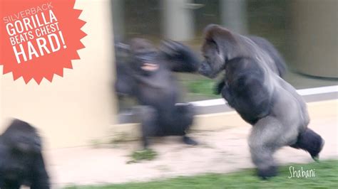 Giant Male Gorilla Beating Chest And Hit Female Shabani Higashiyama