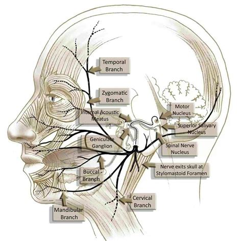 Facial Nerve Facial Nerve Nerve Anatomy Facial Nerve Anatomy