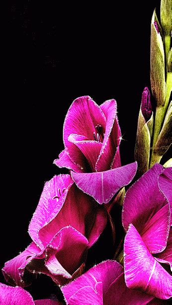 My flower flower vases flower art flower arrangements flowers gif red flowers pretty gif pictures moving pictures gif animé animated gif gifs magic flower beautiful gif glitter graphics. Decent Image Scraps: Flower Animation