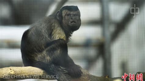 Monkey With Human Face Goes Viral In China Youtube