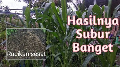 Assalamualaikum warohmatullaho wabarokatuhvideo ini tentang cara membuat tanah bakar untuk tanamankali ini akan dijelaskan secara tertulis dengan 3 langkah. Cara Saya Mengolah Tanah Agar Subur Untuk Tanaman dalam ...