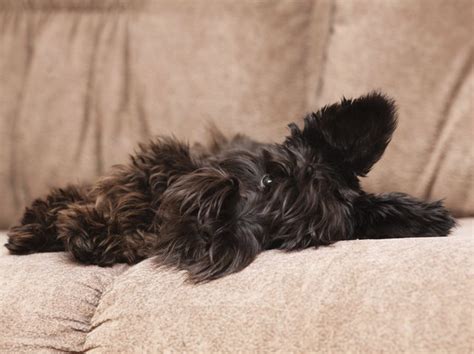 Aside from the symptoms we listed above, there are some other signs of lung cancer that you may see in the late stages of the disease. Signs & Symptoms of Dying of Cancer in Dogs | Cuteness