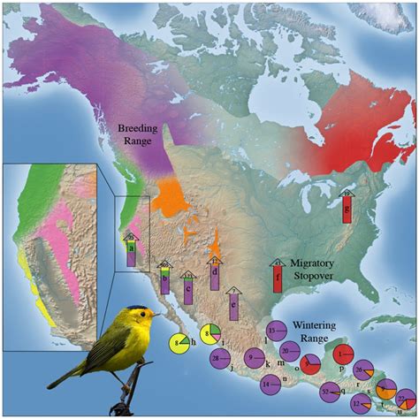 Uclas Bird Genoscape Project To Aid Conservation Efforts For North