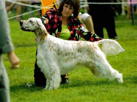 English Setter Dog Show Wallpapers And Images Wallpapers Pictures