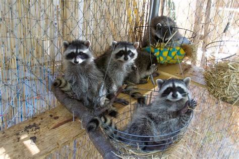 This Is The Good Life For Raccoons That Is Pet Raccoon Animals