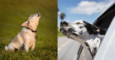 20 Bizarre Dog Behaviors Explained By Experts To Solve Your Curiosities