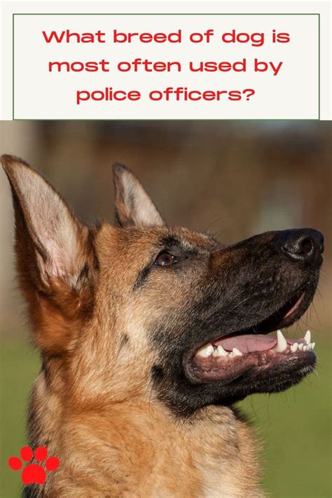 Police Dog Breeds List