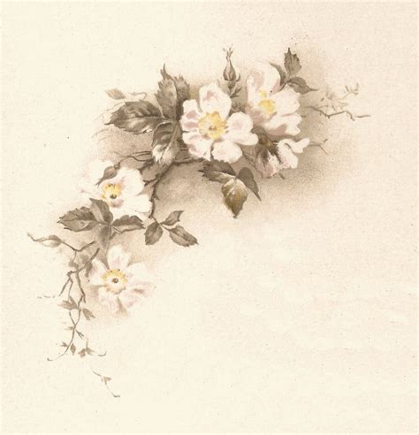 Antique Images Free Flower Graphic Vintage White Flower Illustration