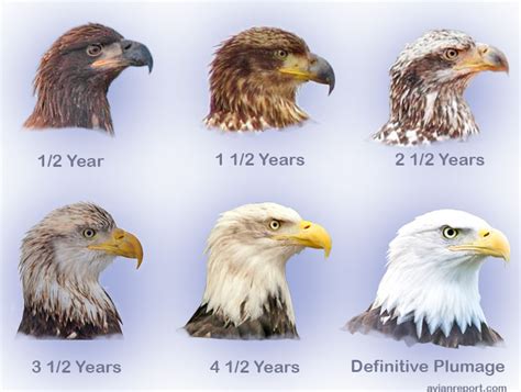 Plumage Transformation Of Bald Eagles From Juvenile To Adult