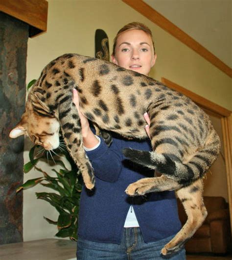 The next largest will be your f2 males which will many. Exotic Felines for Sale | Savannah Cat Breed