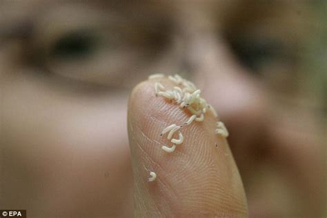 Maggots Set To Make A Comeback In Medicine Daily Mail Online