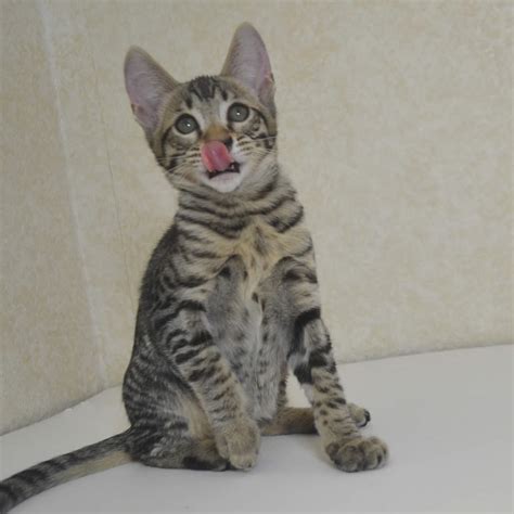 Savannah cat | savannah cat breeder | savannah kitten. F2 Savannah Kittens Available in Ohio Savannah Cats Call ...