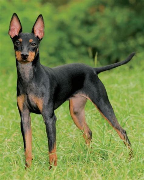 They're part of the terrier group which lends them to be feisty, stubborn, and full of fire. Pin on Toy & Standard Manchester Terrier