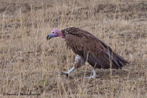 4835 Lappet Faced Vulture Torgos Tracheliotus Tanzania Dennis