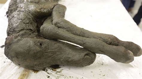 Liquid Blood Found In Remains Of 42000 Year Old Mummified Foal