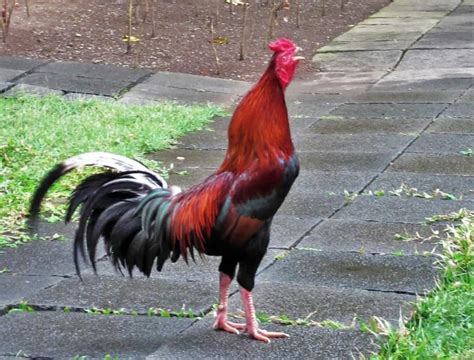 How to use rooster in a sentence. Which Chicken Breeds Have Aggressive Roosters? 7 Most ...