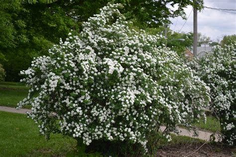 The fastest autoflowering strains with the shortest cycle from seed to harvest! Snowmound Spirea is a late spring to early summer ...