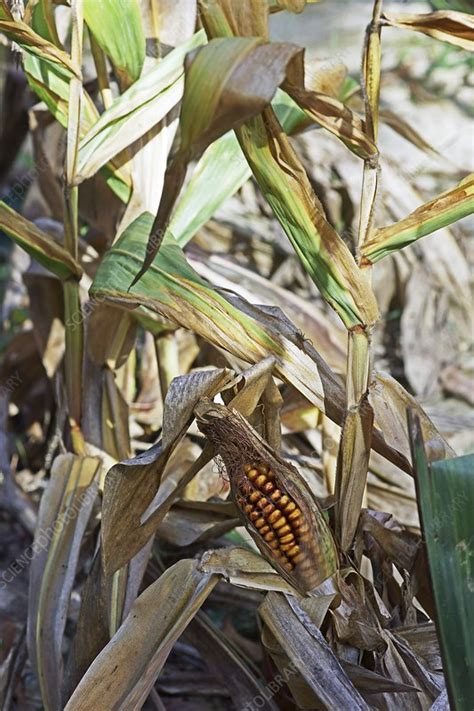 Maize Zea Mays In Drought Stock Image C0164273 Science Photo