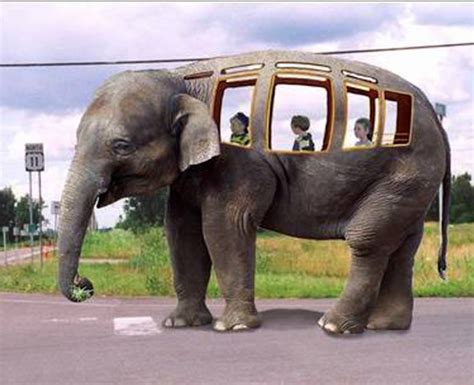 25 Most Funny Elephant Pictures