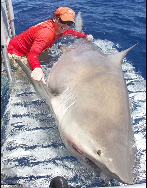 This varies a bit, depending on the size of the mother. Pictured: Capture of the 1,000-pound bull shark lurking ...