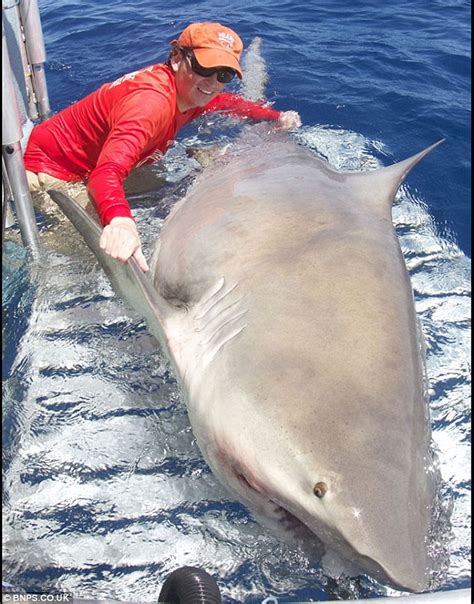 Bull sharks are widespread coastal and freshwater sharks inhabiting shallow waters in bays, estuaries, rivers, and lakes. Pictured: Capture of the 1,000-pound bull shark lurking ...