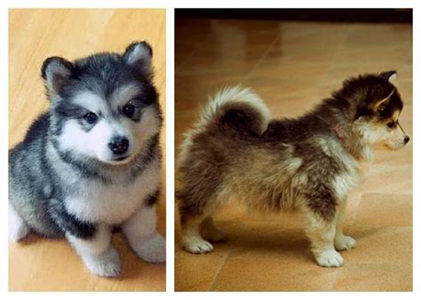 Pomsky puppies that are smaller, and who also have blue eyes. Love this dog! So cute! Pomsky puppy | Pomskies ...