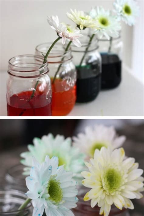 Color Changing Flower Science Experiment Spring STEM