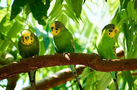 Parakeets Singing And Chirping Video Gallery