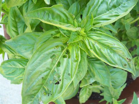 There are many bugs that will eat basil leaves and leave plenty of holes in them. What is eating my basil and peppermint • HelpfulGardener ...