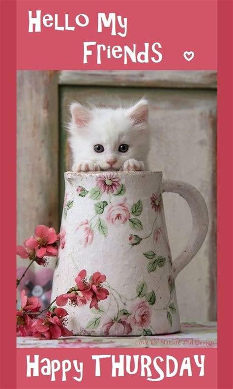 We did not find results for: Hello My Friends. Happy Thursday! -- Cute White Kitten ...