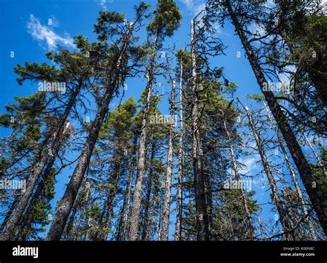 Tall Pine Trees In A Forest In New Brunswick Canada Stock Photo Alamy