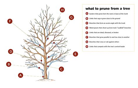 How To Prune Small Trees And Shrubs How To Trim Bushes Small Trees