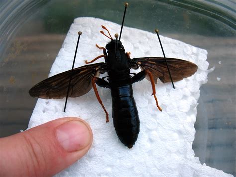 Giant Giant Black Fly Mydas Tibialis Found In