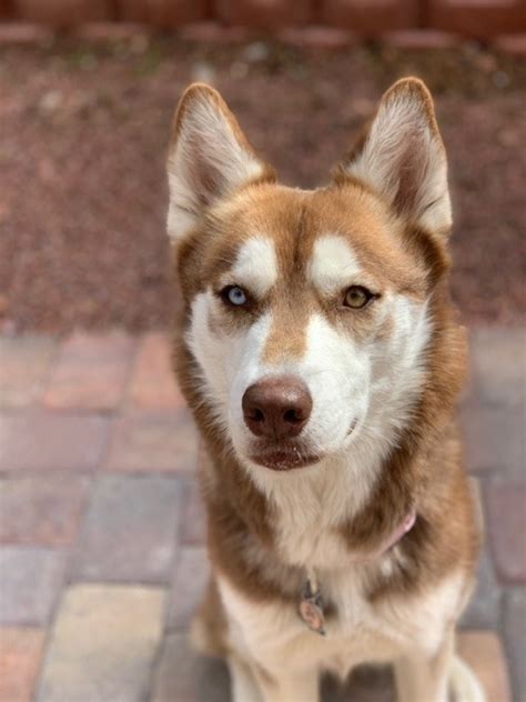 Sakari is committed to the health and safety of our clients, guests and team members. Sakari - Wagging Tails Rescue