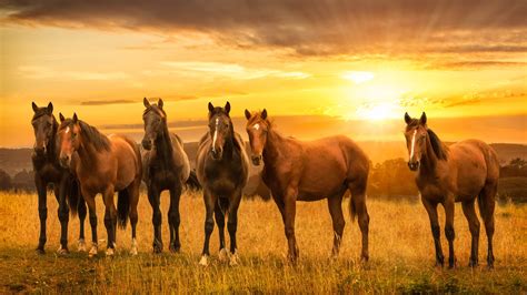 Fonds Décran Chevaux Bruns Prairie Coucher De Soleil 3840x1200