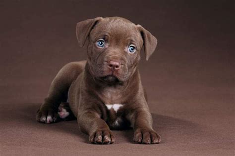 Maybe you would like to learn more about one of these? Best Dog Foods for Pitbull Puppy of 2019: Do NOT Buy ...