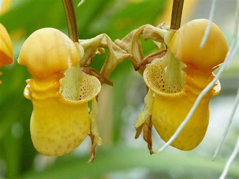 Bucket Orchid Coryanthes Description And Pollination Britannica