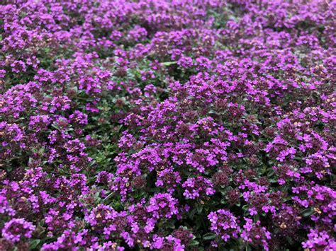 One of the best low growing ground covers is creeping thyme. Thymus 'Red Creeping' | Native Sons Wholesale Nursery