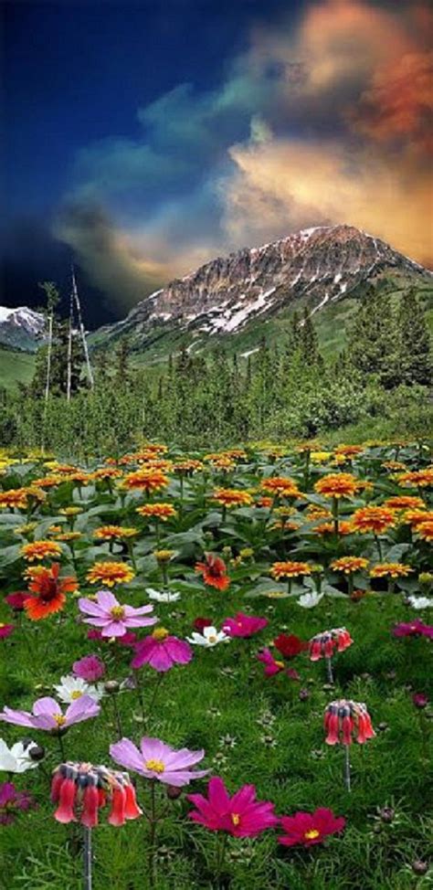 Here are some good morning flower images for you. Good morning beautiful! i hope you are having a great day ...
