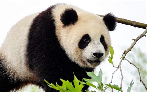 Download Wallpapers Giant Panda Cute Animals Bears Pandas Wildlife