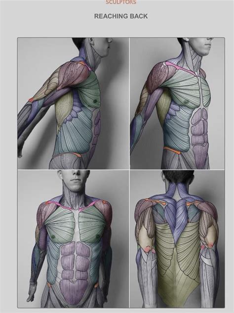 Human Anatomy Drawing Anatomy Study Body Anatomy Anatomy Reference